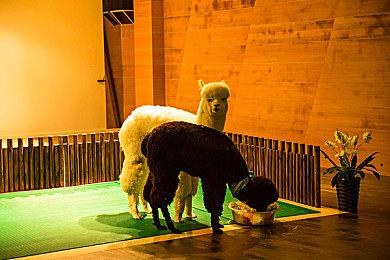 复古JRPG《章鱼的秘密》开启众筹 知名业界音乐设定师参与